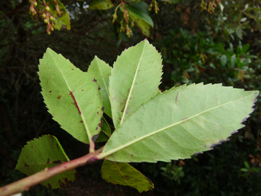 Verso des feuilles. Agrandir dans une nouvelle fenêtre (ou onglet)